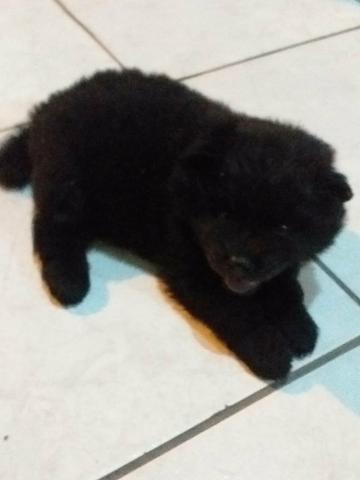 Vendo filhote femea de chow chow - Foto 5
