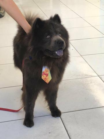 Lindos filhotes de chow chow - Foto 6