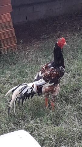 Frango índio gigante top de linha