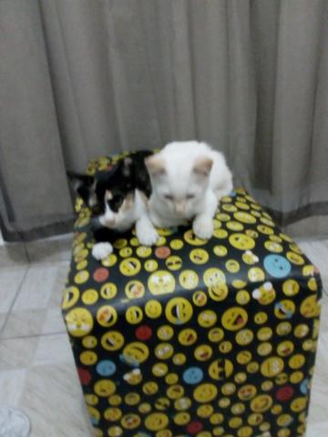 Doação de gatos - Foto 2