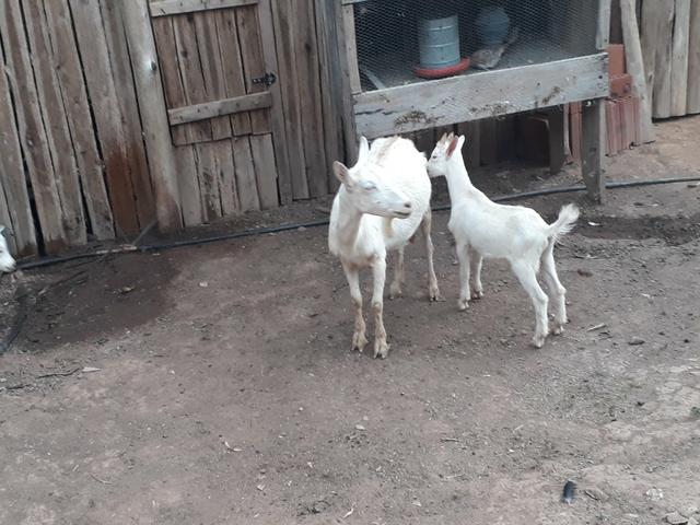 Cabras sanney