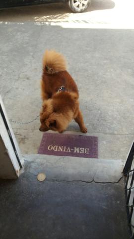 Procuro uma namorada - Foto 2