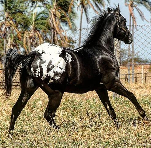 Cobertura de Appaloosa da pelagem mais desejada!!! - Foto 5