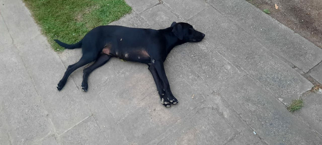 Doação - Cachorra fêmea - Foto 3
