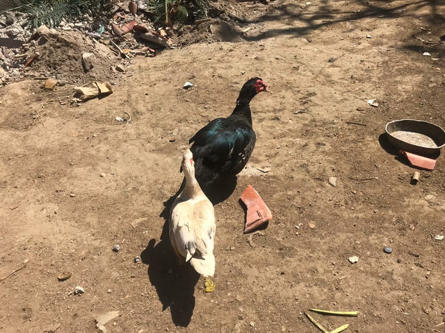 Casal de Pato - Foto 3