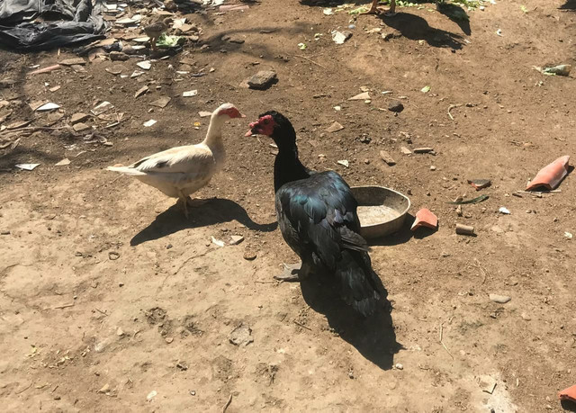 Casal de Pato - Foto 2