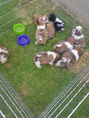Vendo shih tzu Macho Top!!! - Foto 3