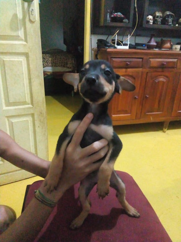 Estou doando - Foto 5