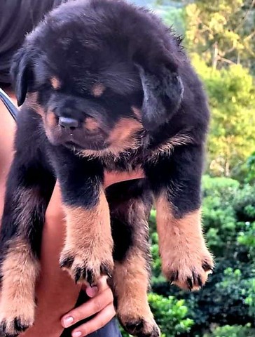 Show de bola rottweiler alemão impossível não se apaixonar 