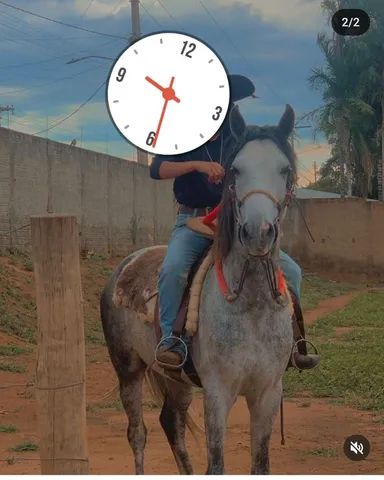 OLX on X: CAVALO 🐎 IIIIIRRAAAA 🤪 DEMAISSSS 😎 QUE ISSO MEU