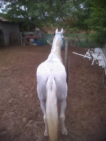 Cavalo pra venda ou troca 7 mil