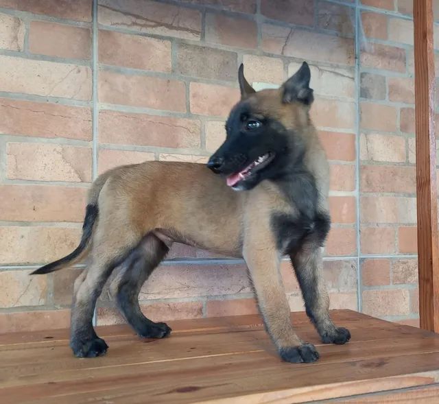 Pastor Malinois - Cães - OLX Portugal