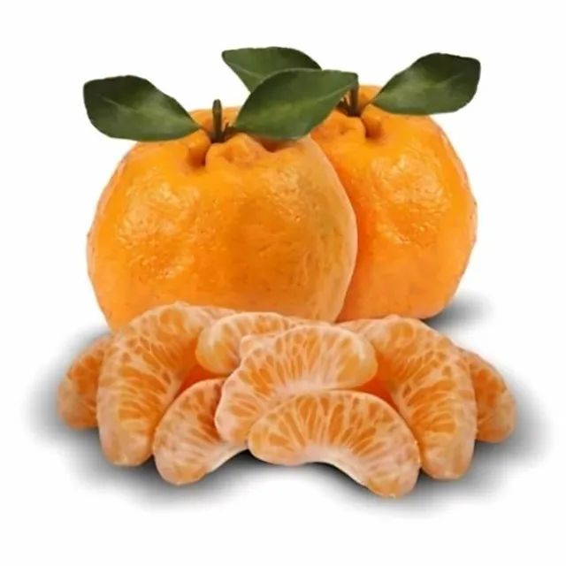  Mudas da Mexerica pokan adulta 2.5 MT 