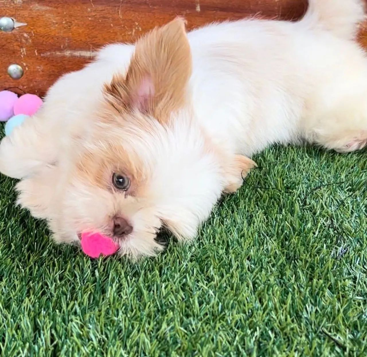 Shihtzu Macho e Fêmea Seu pet fofo 