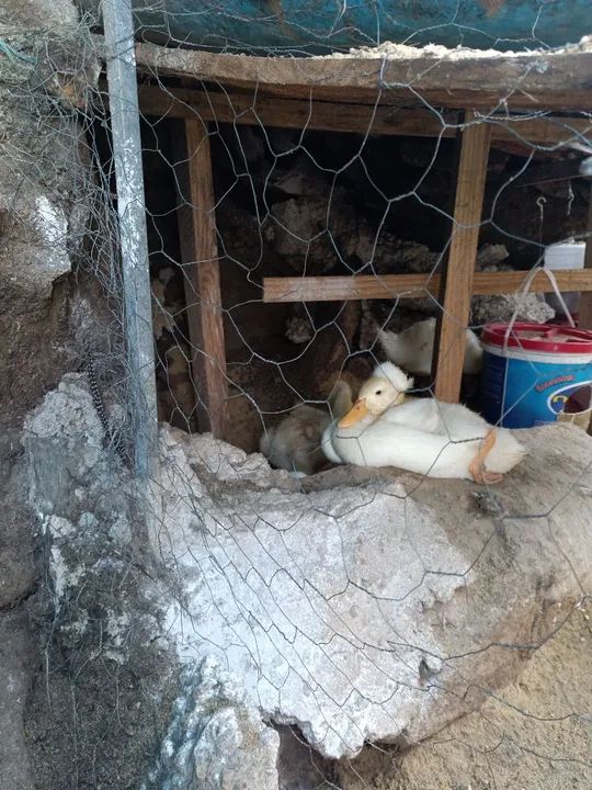 Ganso sinaleiro chinês 6 meses manso - Foto 3