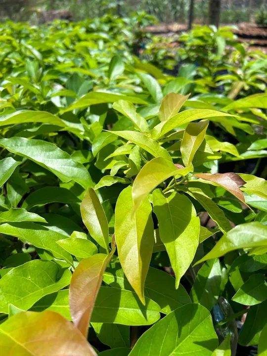 Mudas de abacate  - Foto 4