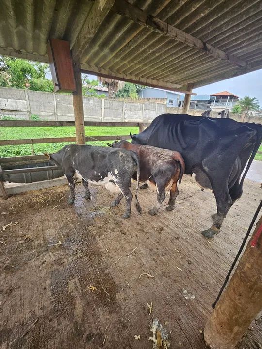 Mini vacas legítimas. Criação especializada  - Foto 2