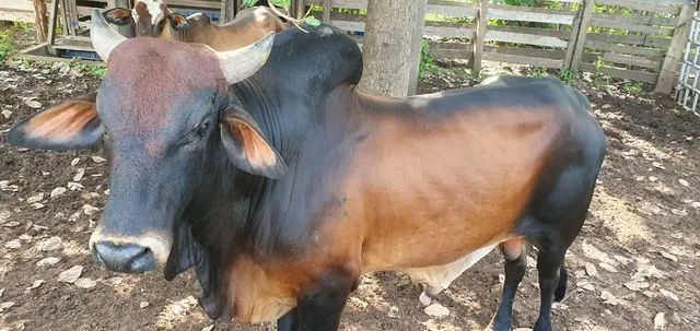 Touros da Raça Sindi - Foto 4