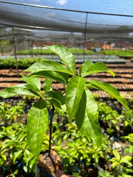 Mudas de abacate  - Foto 2