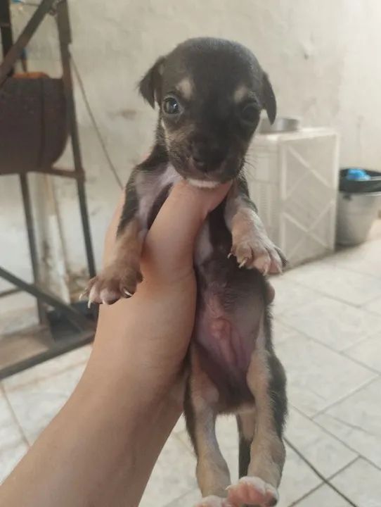 Estou doando cachorrinhos - Foto 4