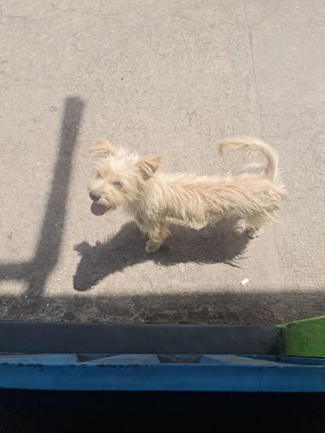 Cairn store terrier olx