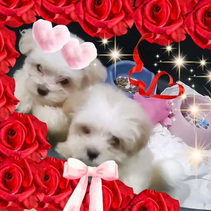 Bebês Esmeralda Radiantes - Foto 4