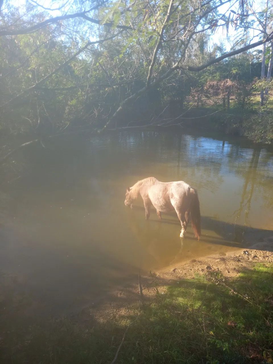 Cavalo para troca vaca ou 2 terneiras boas  - Foto 2