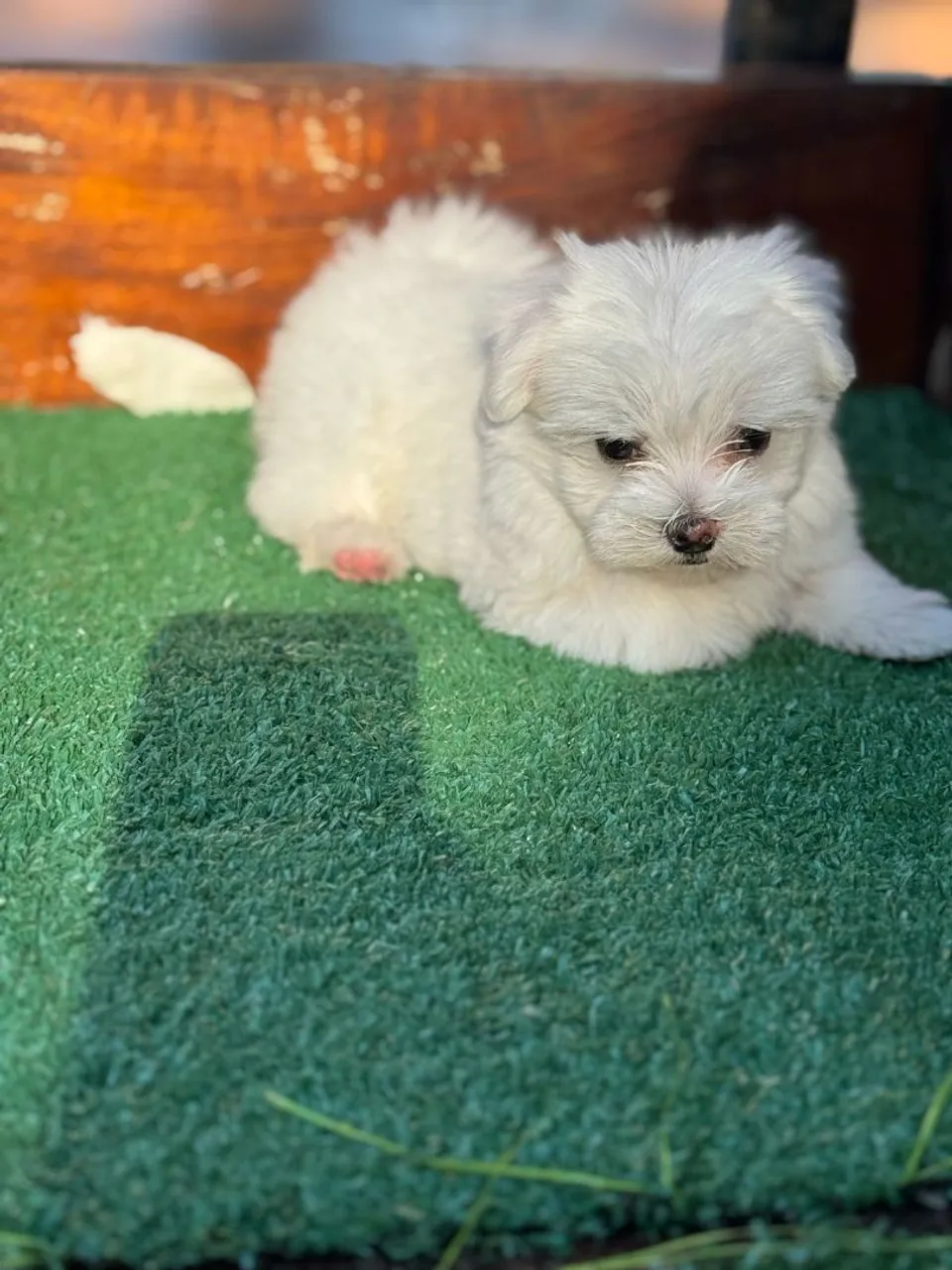Um mimo vivo fofinho e cheio de amor !