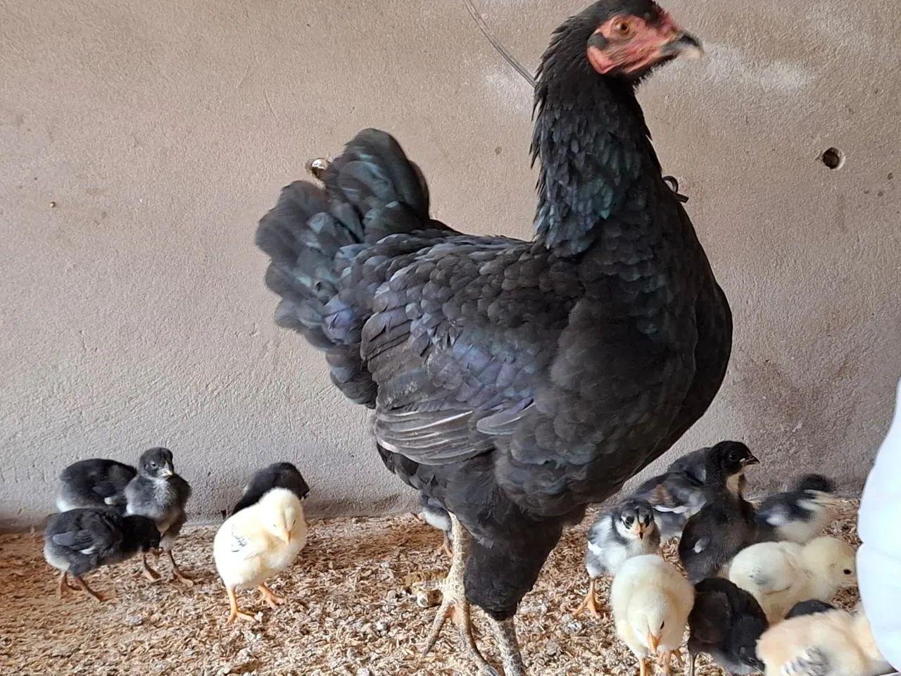 Pintinho e Galinha Caipira