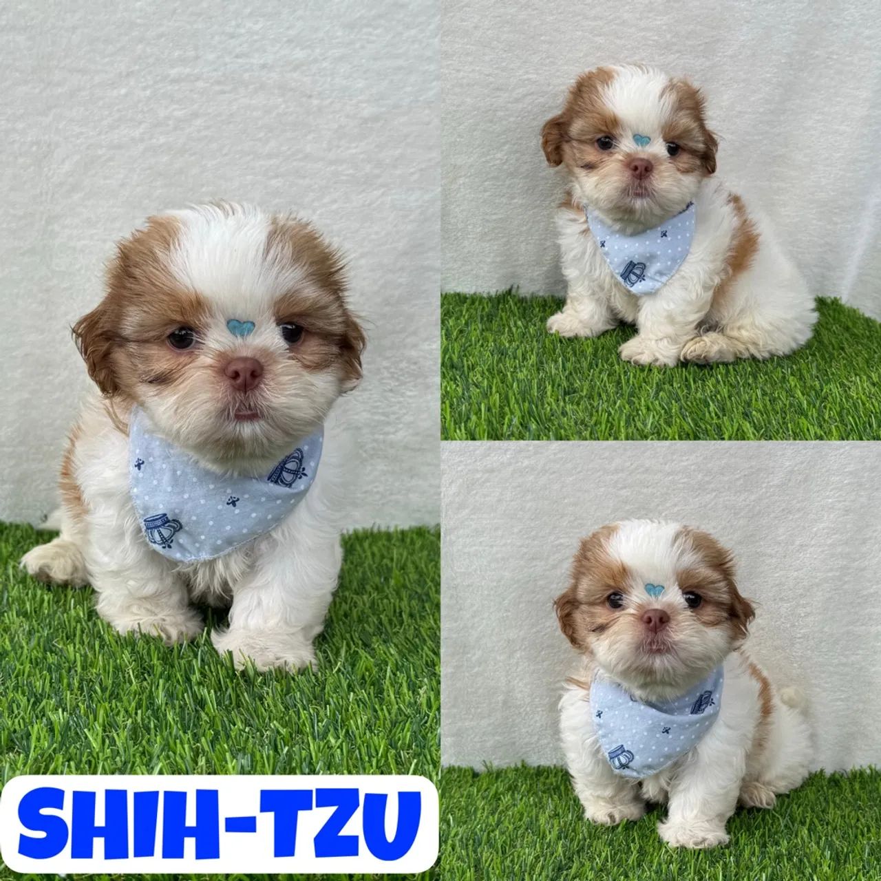 Lindo Filhote de Shih-Tzu aqui no Puppy Stop