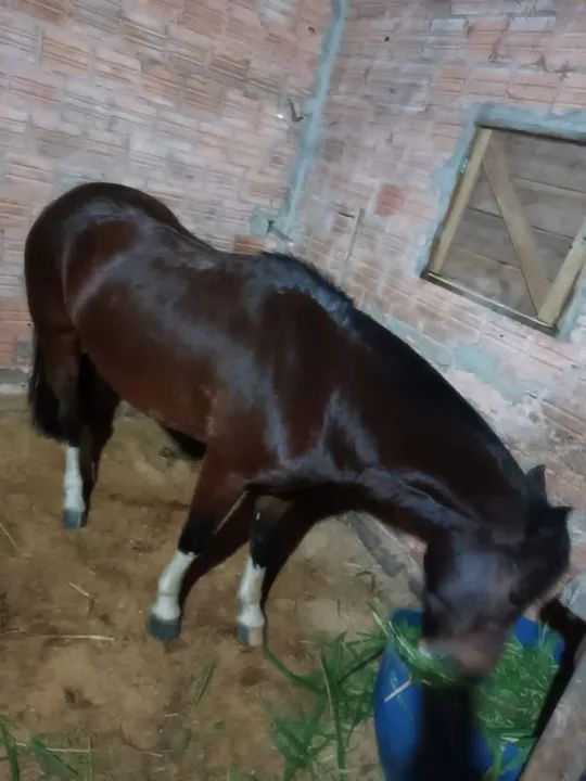 Cavalo Crioulo 