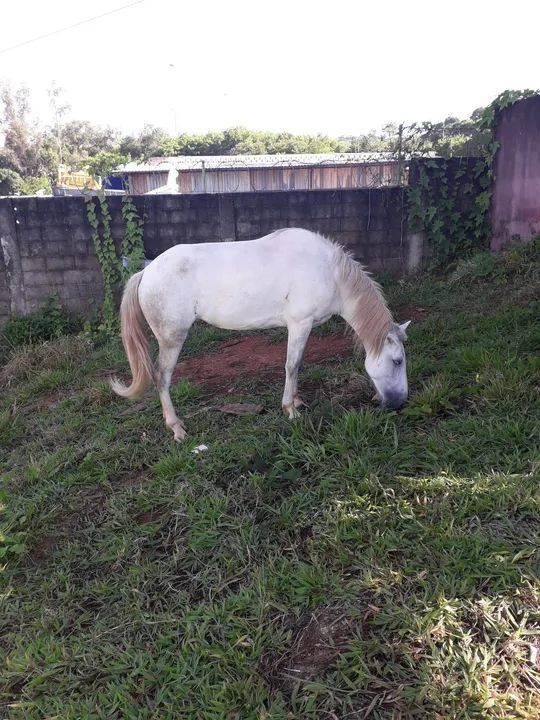 Égua Branca & Cavalo dóceis e mansos 