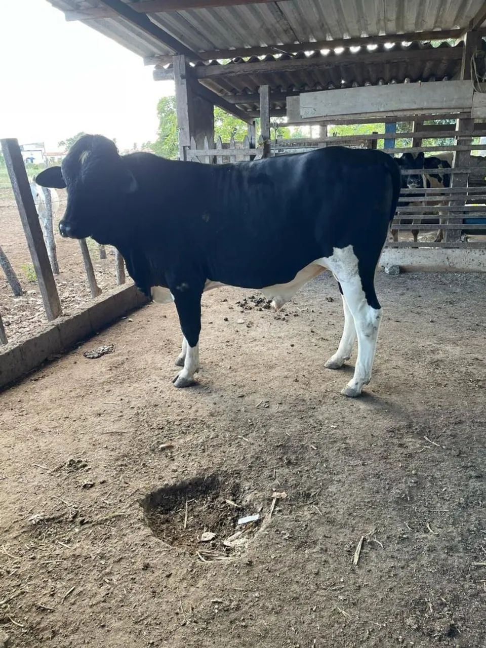 Garrote de luxo  - Foto 2