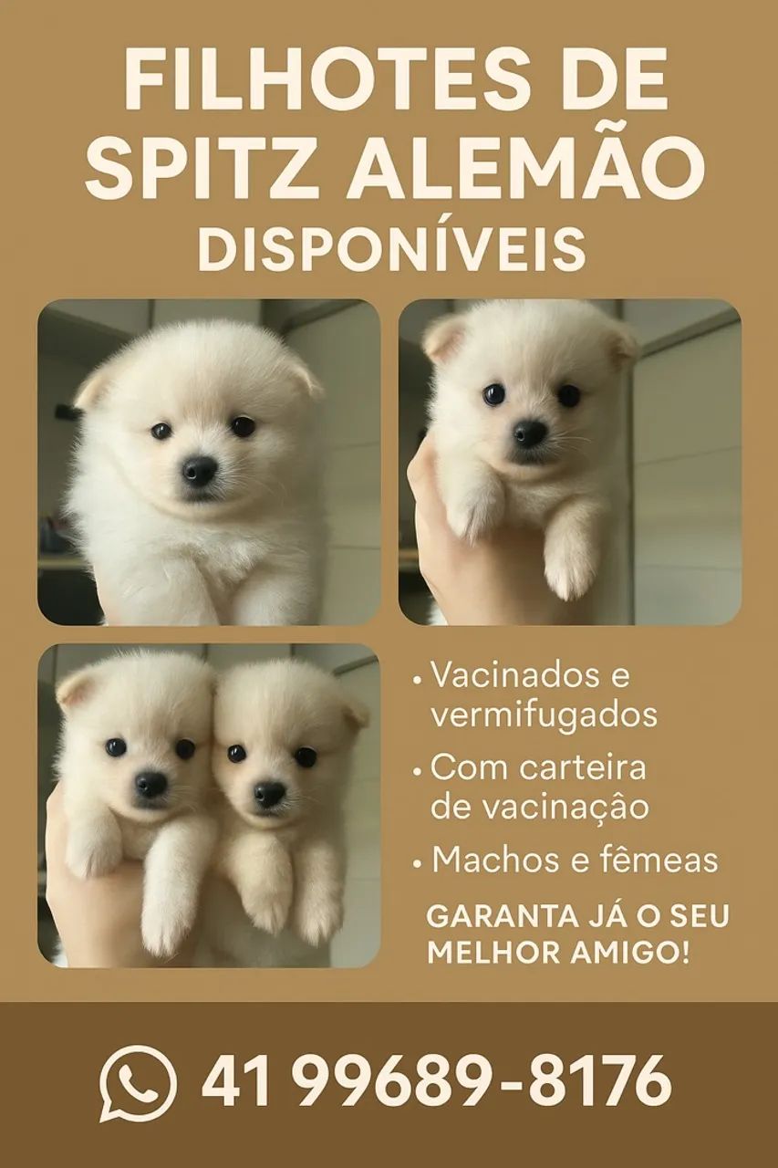 Filhotes de Spitz Alemão - Lulu pomerania