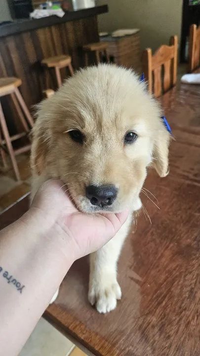 Golden retriever- O Golden dos Seus Sonhos Está Aqui  - Foto 3