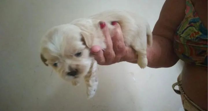 Filhote de Shitzu macho 