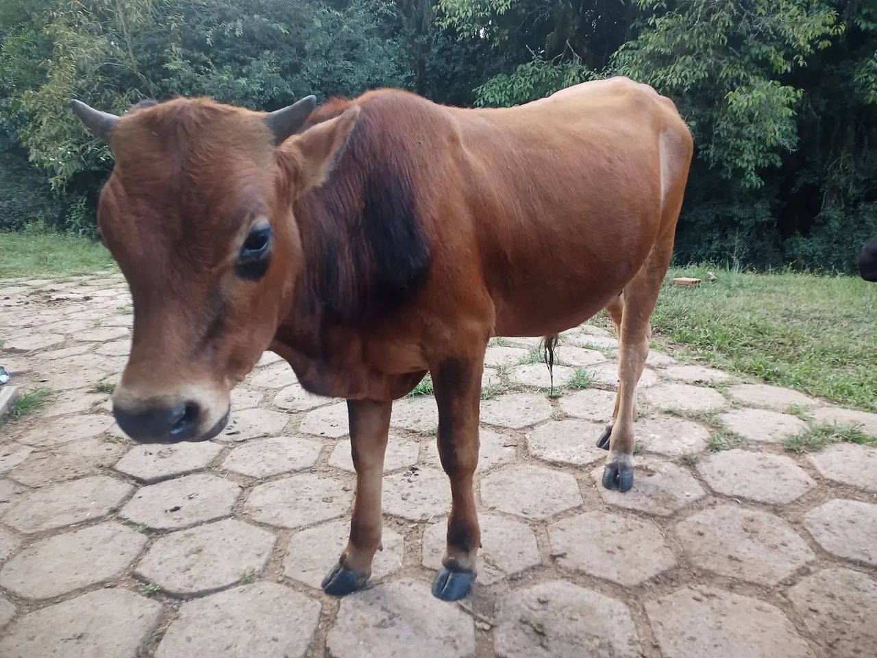 Tourinho Jersey venda ou troco - Foto 2