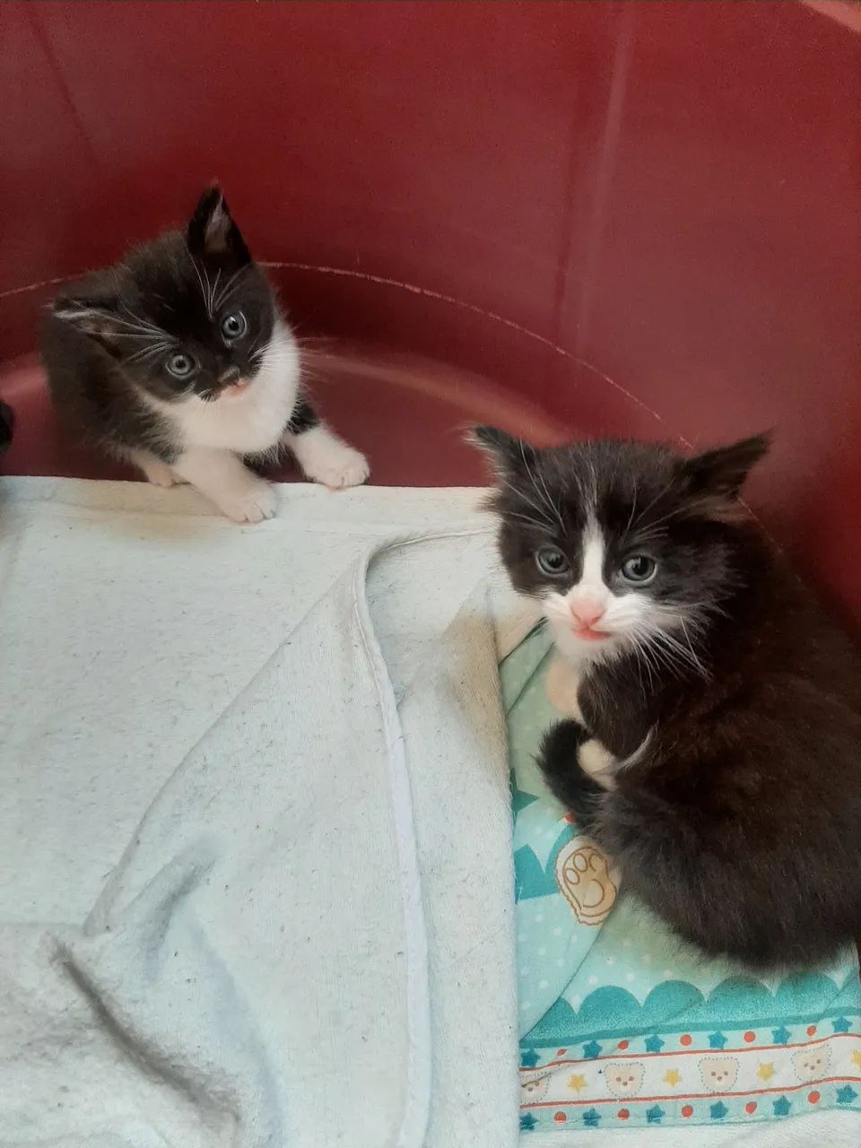 Gatinhos para adoção 