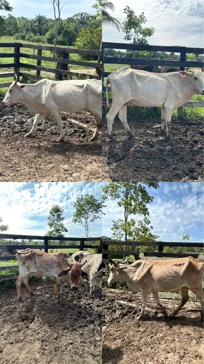 Vende-se 5 vacas e 4 bezerros.  - Foto 2