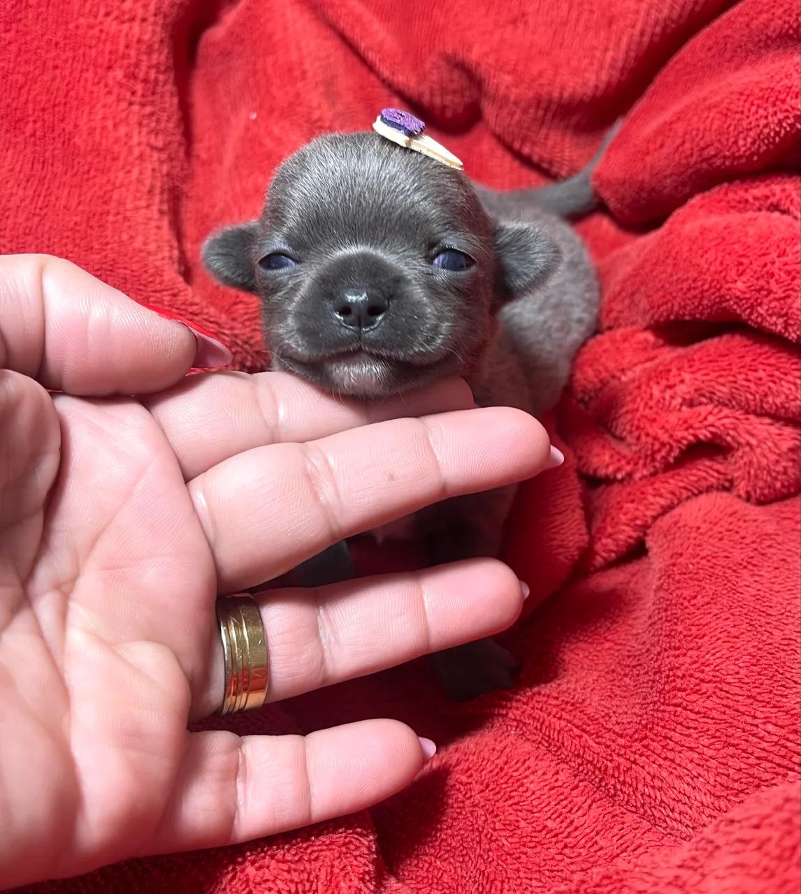 Chihuahua Black Pelo curto  - Foto 2