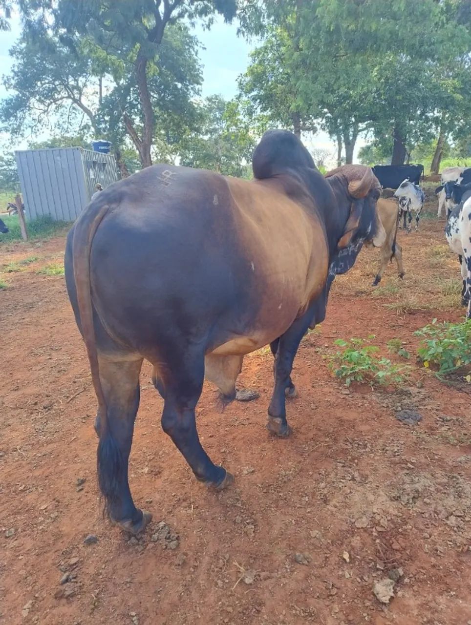 Vendo touro Gir leiteiro - Foto 4