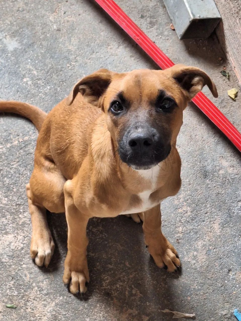 Cachorrinha para doação 