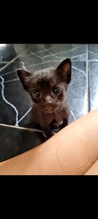 Gatinho preto e branco disponível para adoção - Foto 3