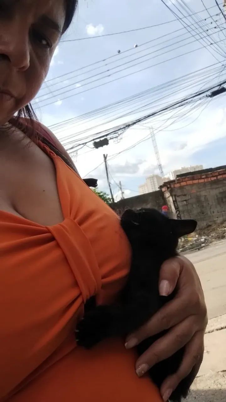 Doação de gato, bairro Perus SP - Foto 3