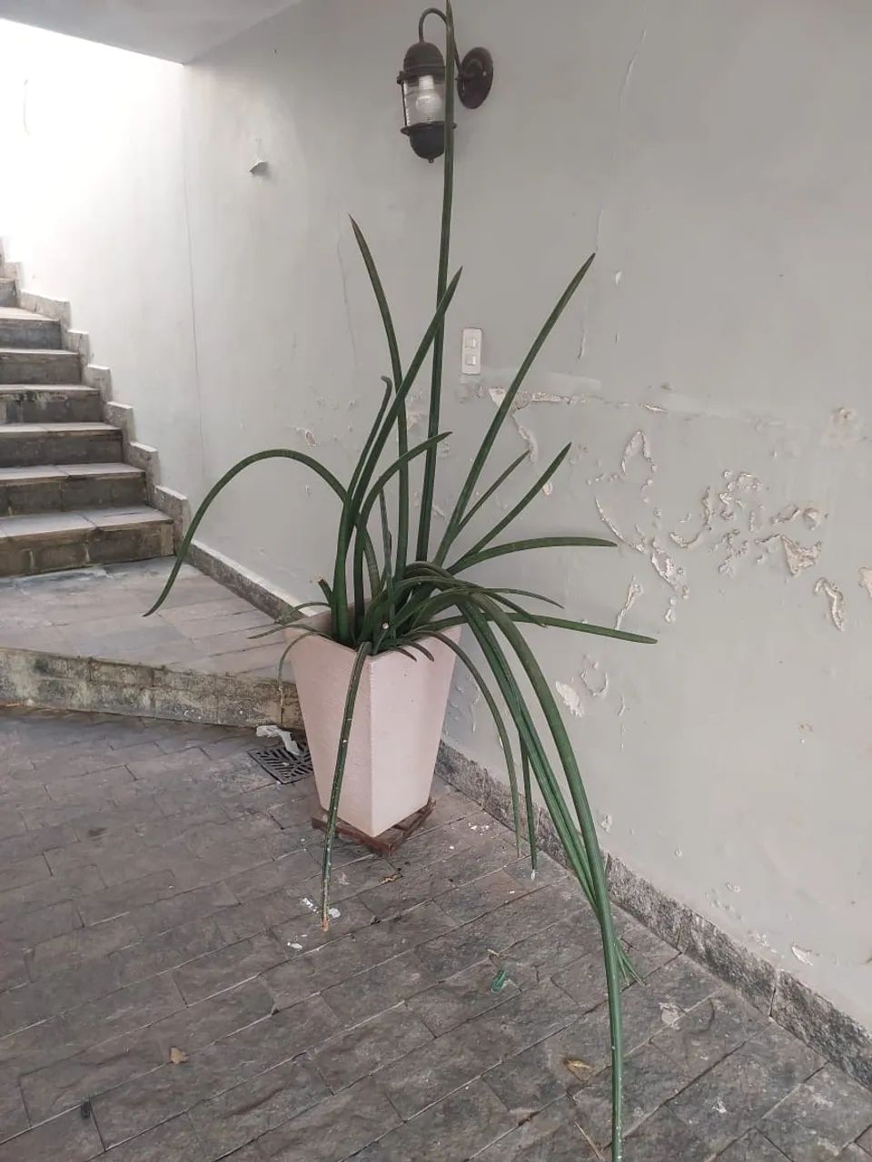 Vaso com planta  - Foto 2