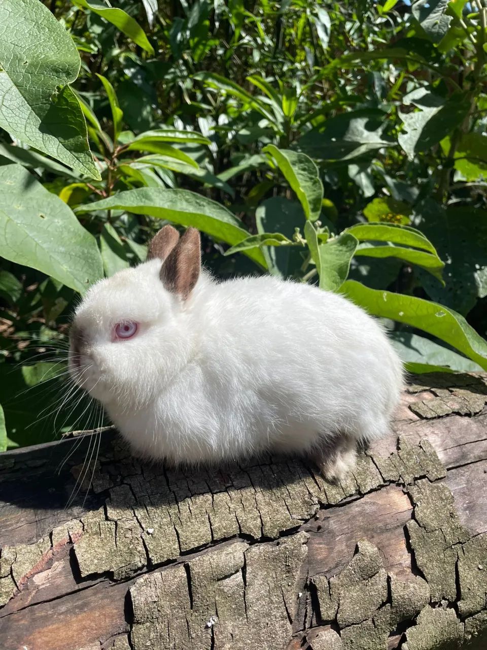Netherland Dwarf adulto  - Foto 2