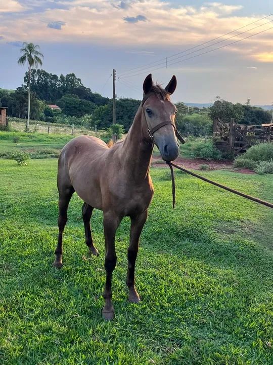 Potro mangalarga marchador 