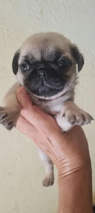 Filhotes de Pug! - Foto 2
