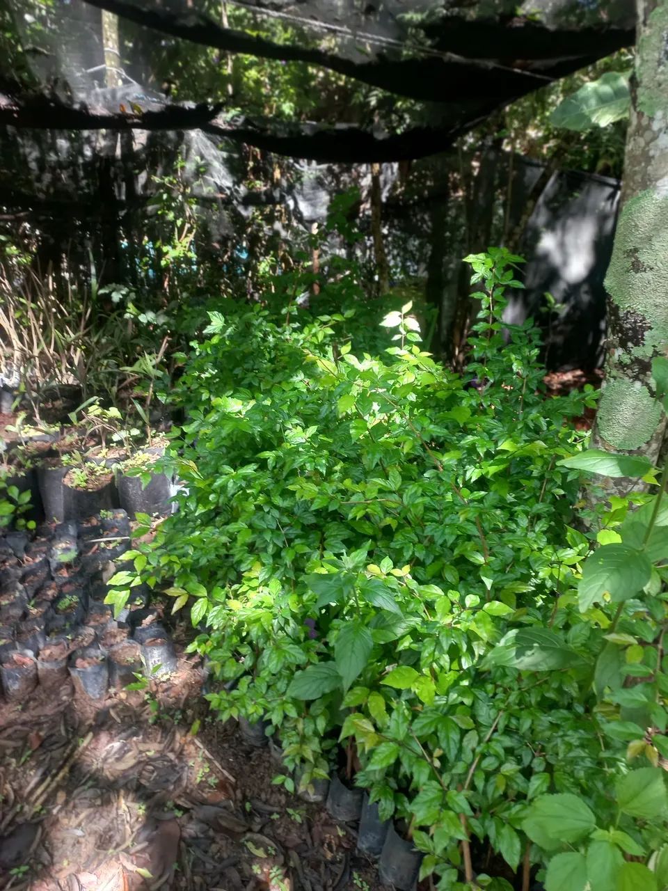 Mudas de Cerca Viva direto do Produtor - Foto 4