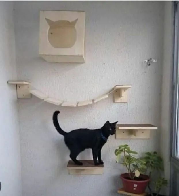 Circuito para gatos  - Foto 4